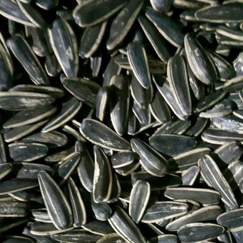 【正在热卖】葵花籽整车走货量大从优价格美丽质量好走货快
