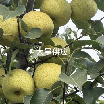 砀山酥梨