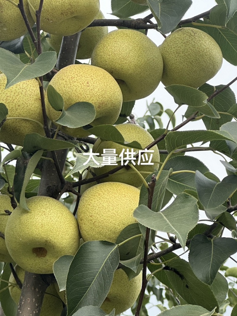 砀山酥梨