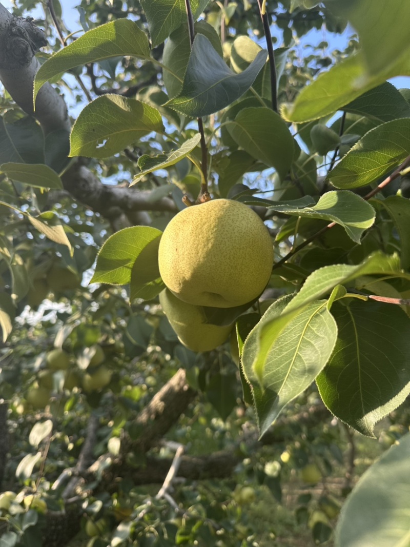 砀山酥梨