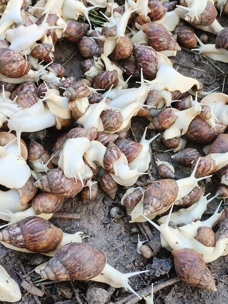 白玉蜗牛
