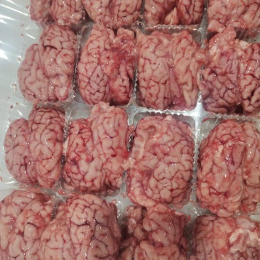 羊对脑