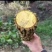 土黄连十大功劳木纯野生无硫批发价