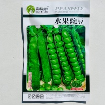 甜豌豆种子水果型脆可生吃菜豌豆大荚青豆甜豌豆尖四季播蔬菜