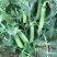 甜豌豆种子水果型脆可生吃菜豌豆大荚青豆甜豌豆尖四季播蔬菜
