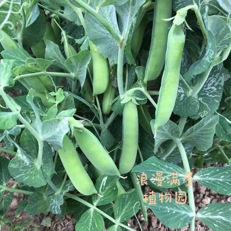 甜豌豆种子水果型脆可生吃菜豌豆大荚青豆甜豌豆尖四季播蔬菜