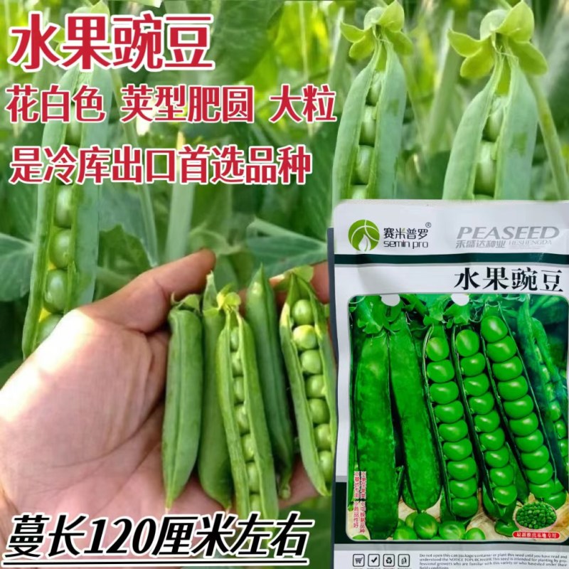 甜豌豆种子水果型脆可生吃菜豌豆大荚青豆甜豌豆尖四季播蔬菜