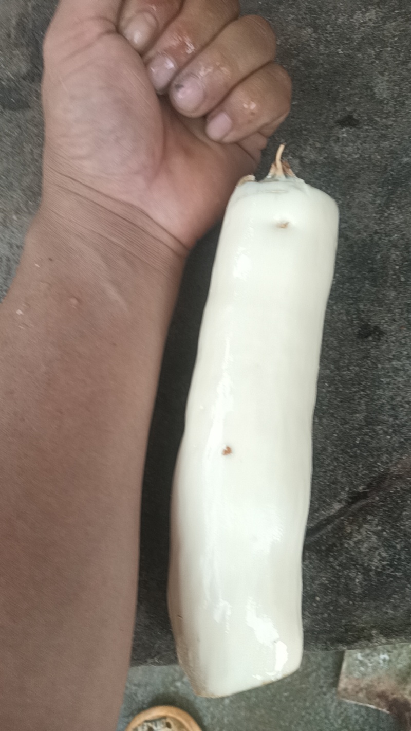 黄木薯