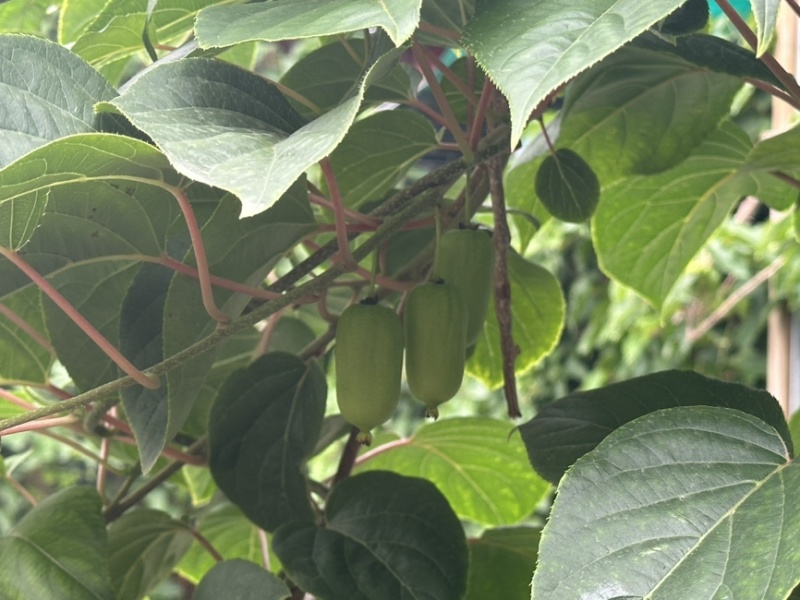 北京高山软枣猕猴桃自取现货大量鲜果