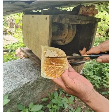 云南土蜂蜜/野生蜂蜜口感好品质优可视频看货欢迎来电咨