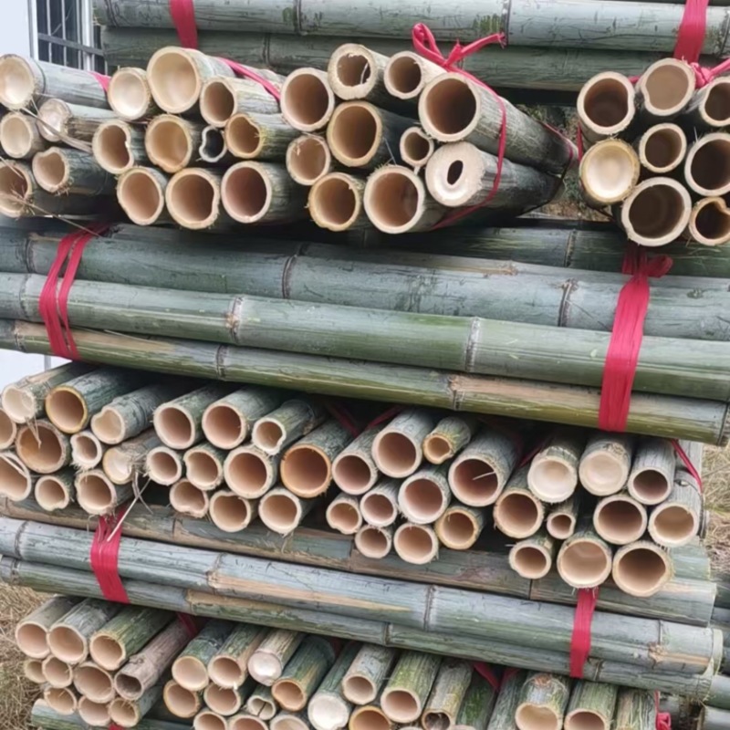 老竹梢原产地直发品质保证大量有货价格美丽