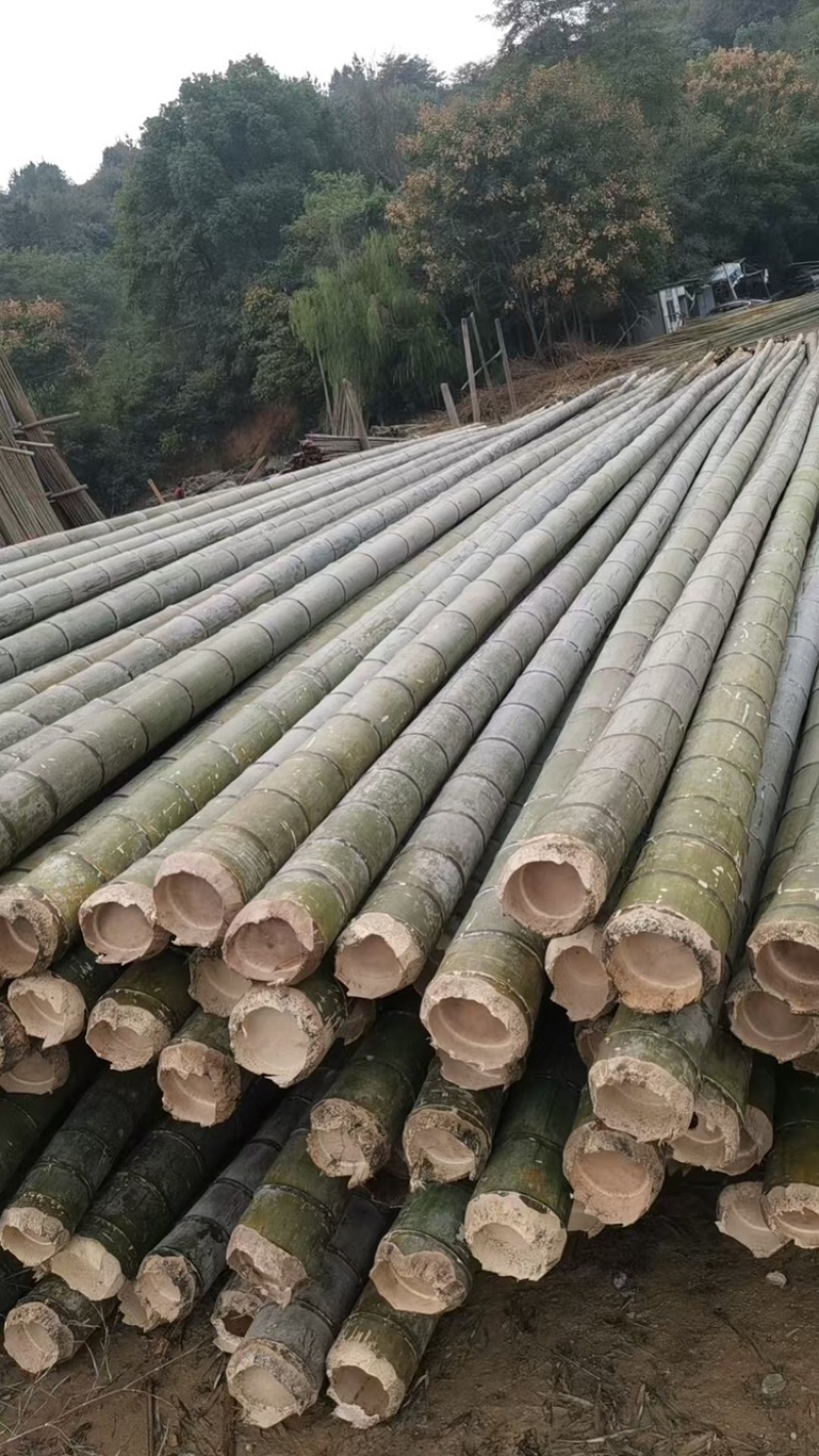 毛竹价格美丽量大从优品质保证服务周到