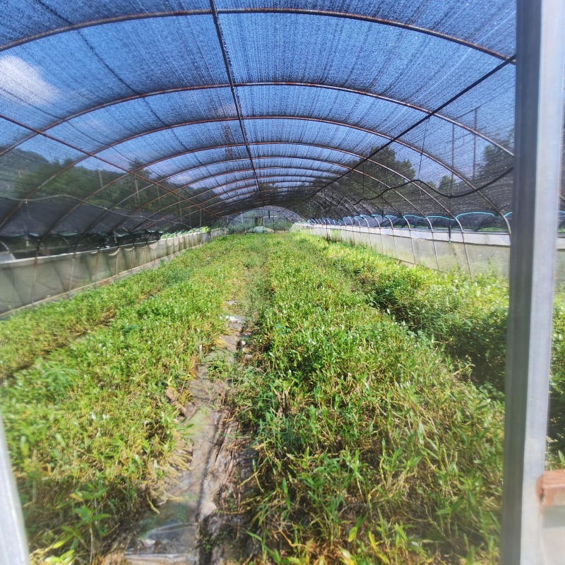 金钗石斛苗，品质优良适合附石或树干栽培，易成活，药用