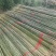 油竹品质保证品类齐全大量有货产地直发价格美丽