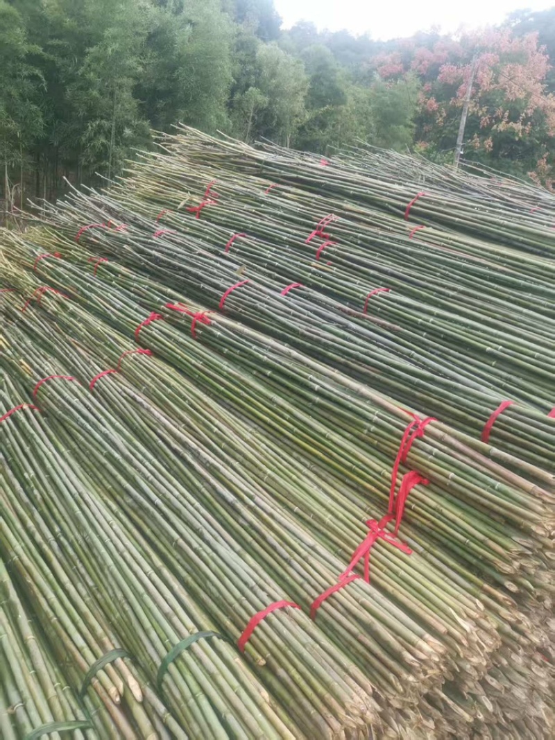 油竹品质保证品类齐全大量有货产地直发价格美丽