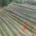 油竹品质保证品类齐全大量有货产地直发价格美丽