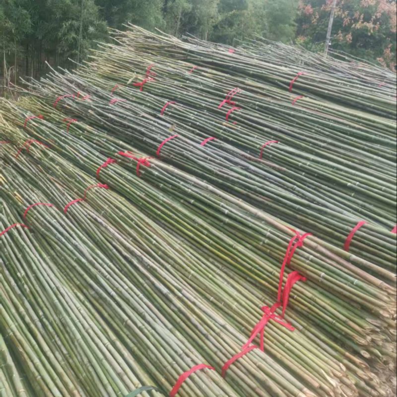 油竹品质保证品类齐全大量有货产地直发价格美丽