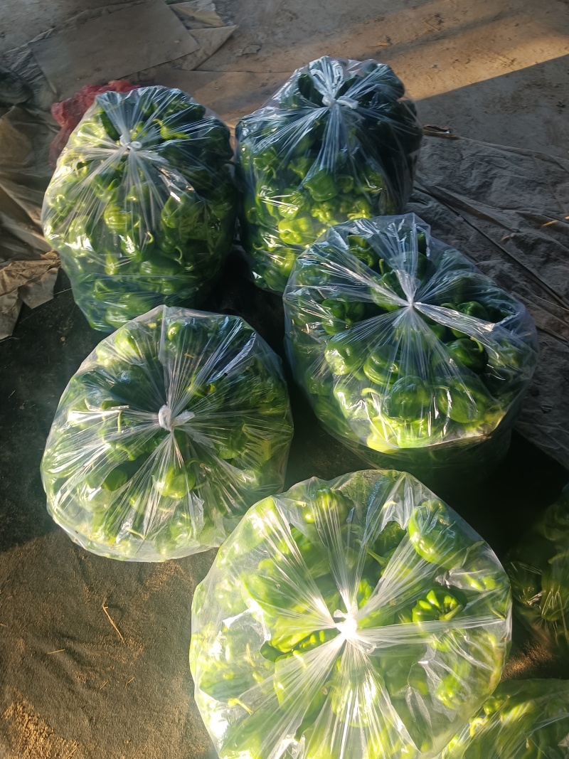 马椒河北马椒阳原马椒蔚县马椒张家口马椒