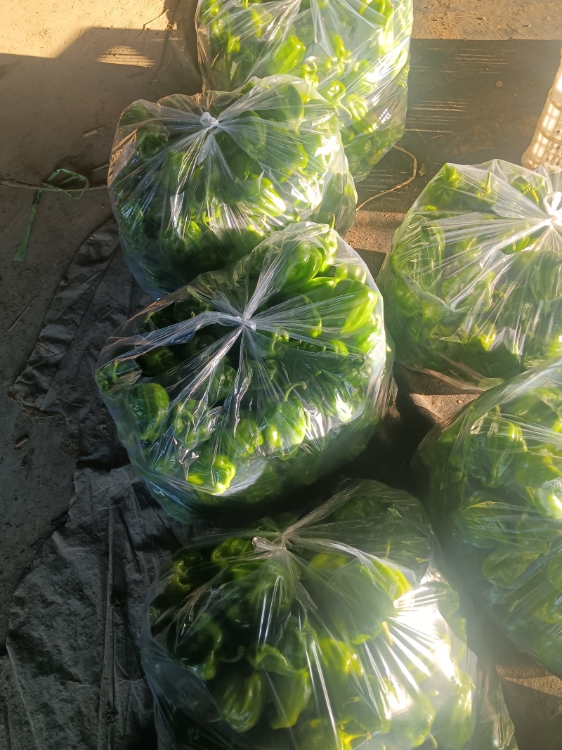 马椒河北马椒阳原马椒蔚县马椒张家口马椒