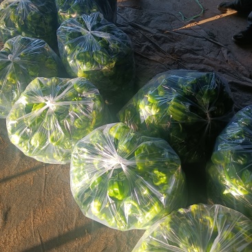 马椒河北马椒阳原马椒蔚县马椒张家口马椒