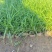 青绿，青绿苔草，绿化苗
