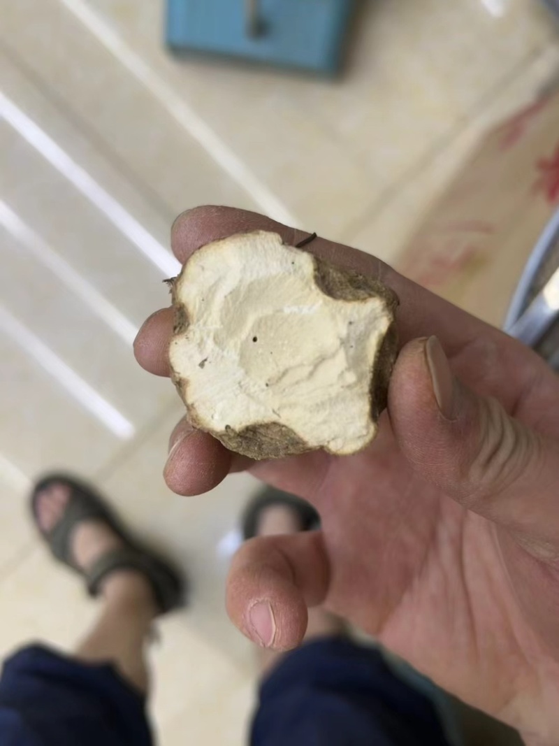 无比加革界元根牛雨无比加革大龄成熟泡酒料切片真货进口好货