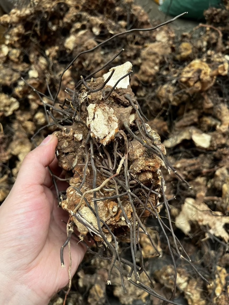 无比加革界元根牛雨无比加革大龄成熟泡酒料切片真货进口好货