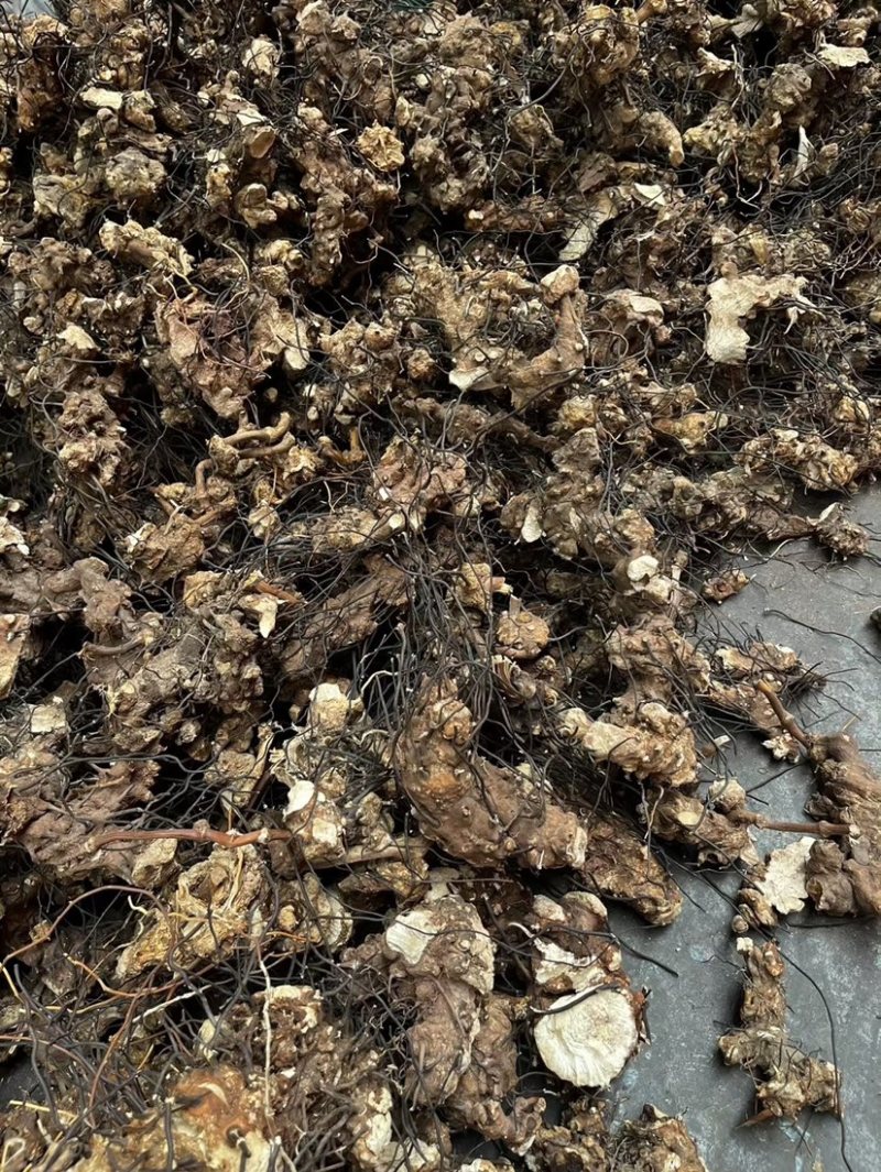 无比加革界元根牛雨无比加革大龄成熟泡酒料切片真货进口好货