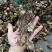 无比加革界元根牛雨无比加革大龄成熟泡酒料切片真货进口好货
