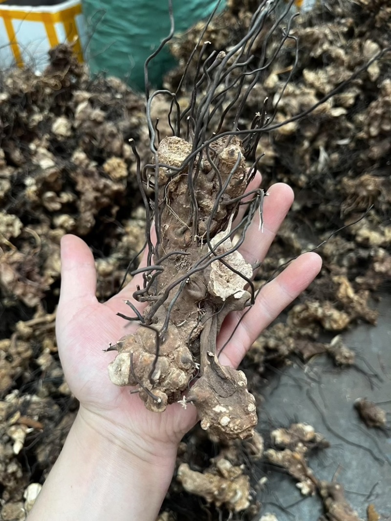 无比加革界元根牛雨无比加革大龄成熟泡酒料切片真货进口好货