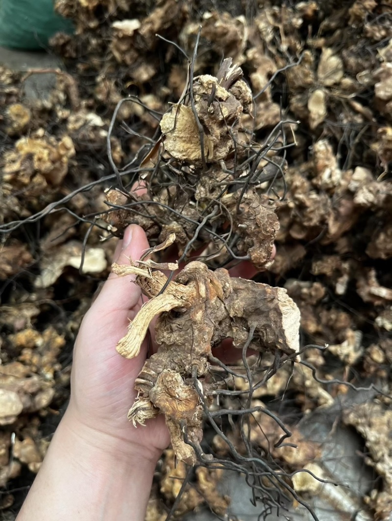 无比加革界元根牛雨无比加革大龄成熟泡酒料切片真货进口好货