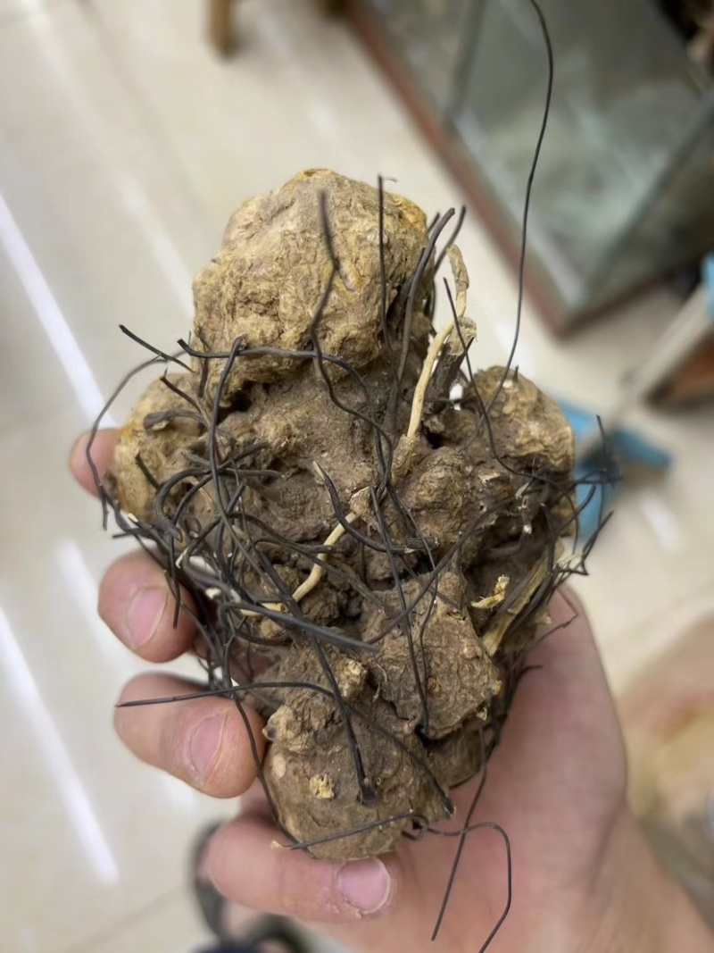 无比加革界元根牛雨无比加革大龄成熟泡酒料切片真货进口好货