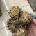 无比加革界元根牛雨无比加革大龄成熟泡酒料切片真货进口好货