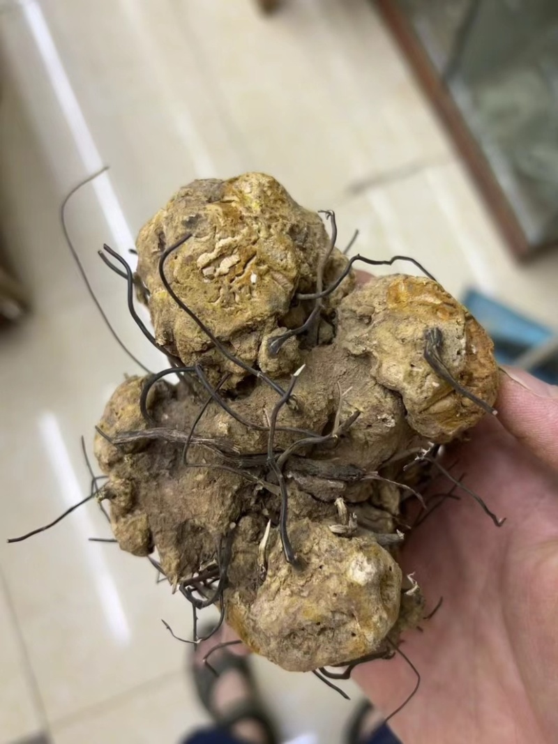 无比加革界元根牛雨无比加革大龄成熟泡酒料切片真货进口好货