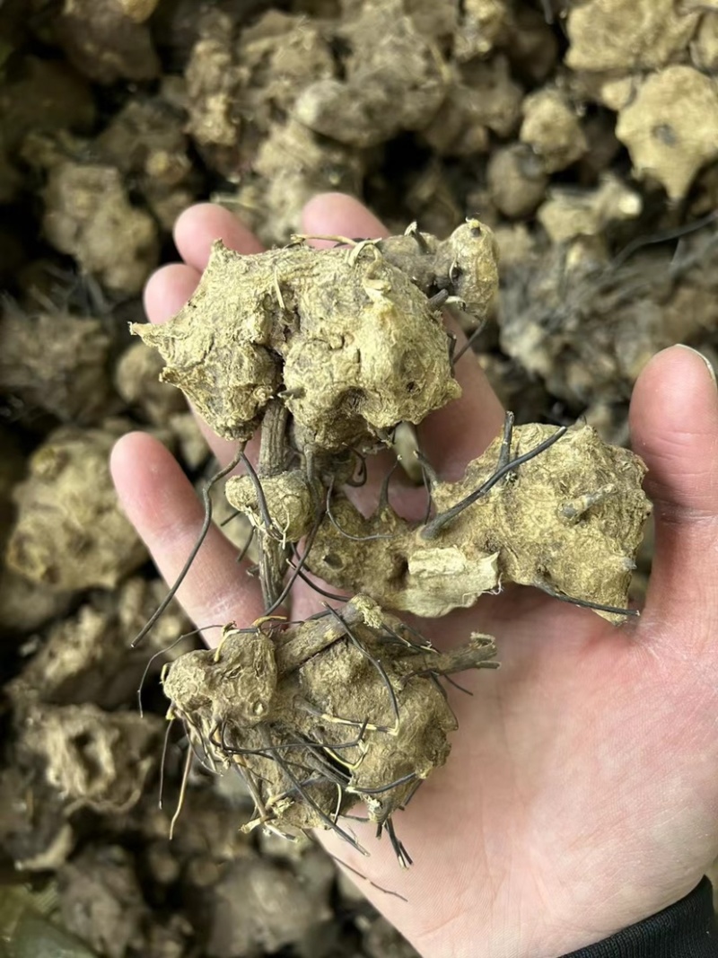 无比加革界元根牛雨无比加革大龄成熟泡酒料切片真货进口好货