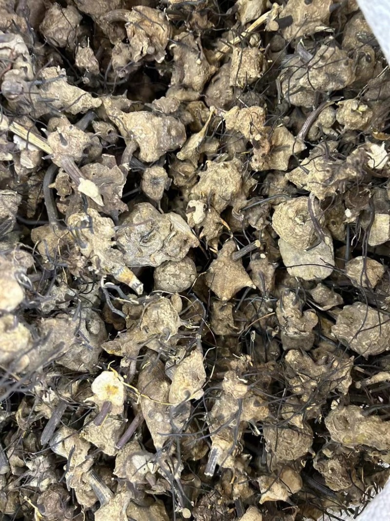 无比加革界元根牛雨无比加革大龄成熟泡酒料切片真货进口好货