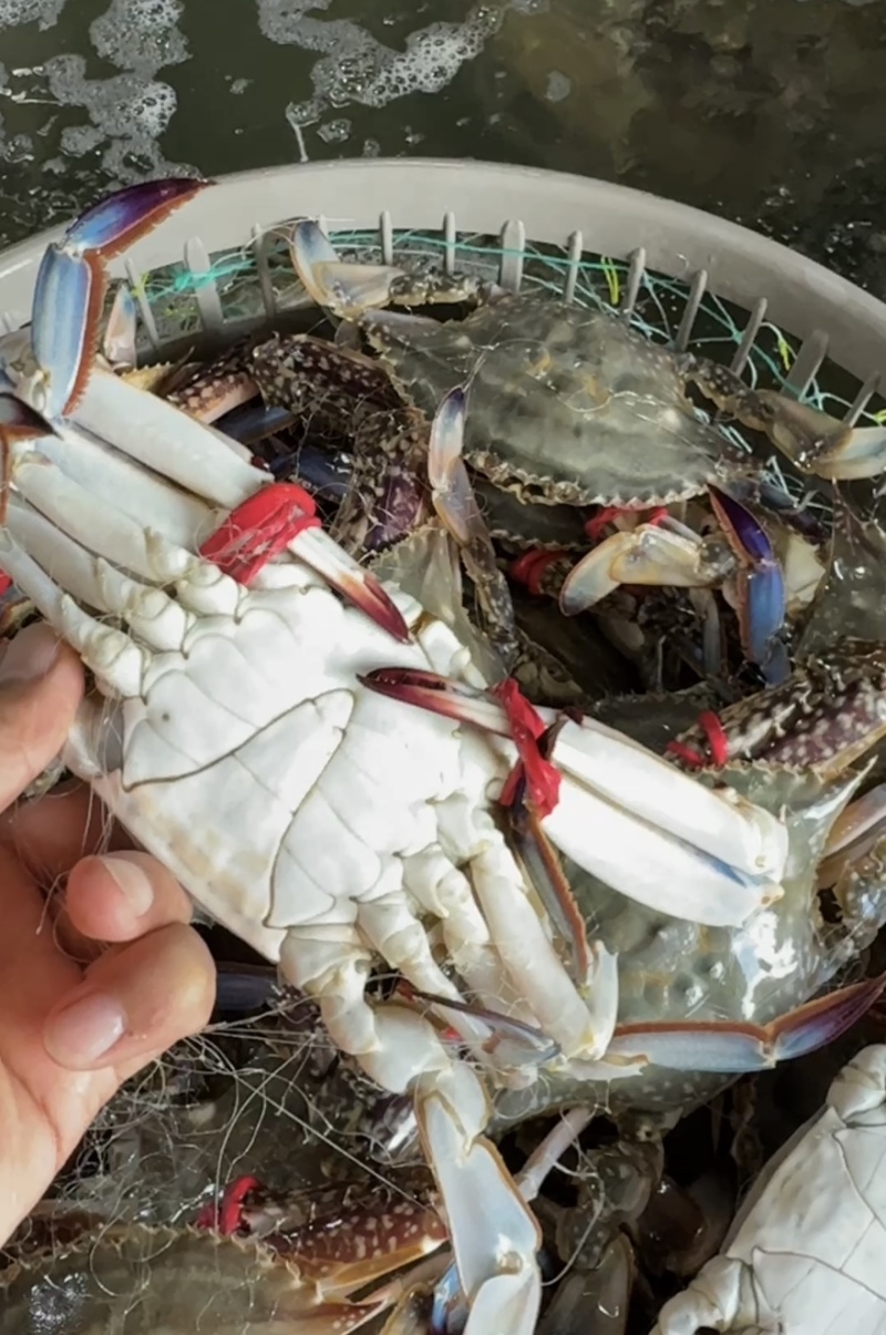 鲜活梭子蟹大公蟹大母蟹