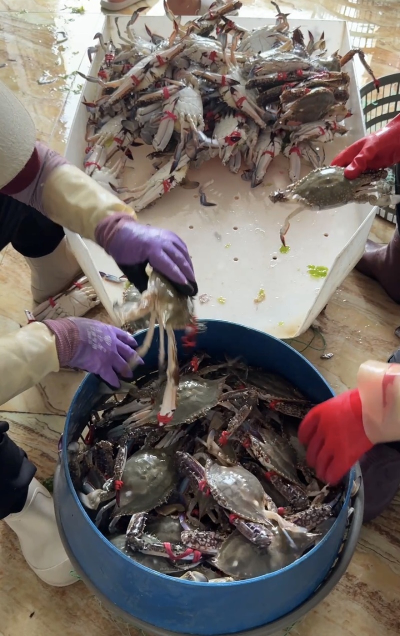 鲜活梭子蟹大公蟹大母蟹