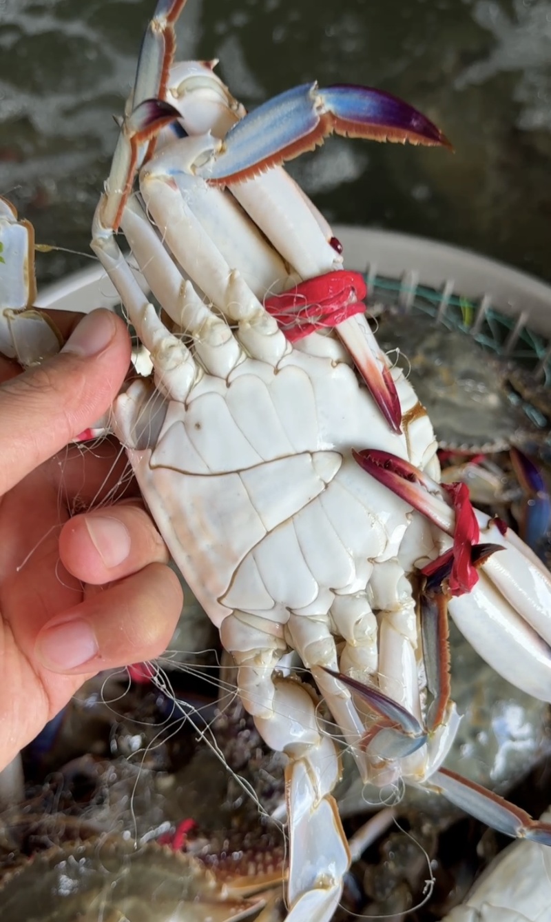 鲜活梭子蟹大公蟹大母蟹