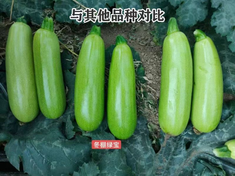 豫艺冬棚绿宝西葫芦种子耐低温高产抗病早春越冬大棚专用