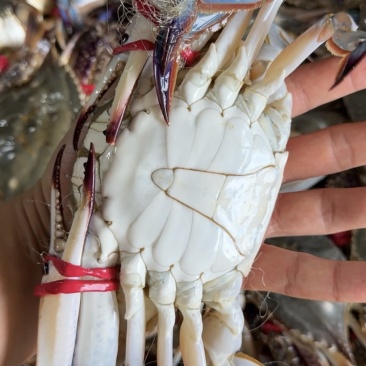 鲜活梭子蟹大公蟹大母蟹