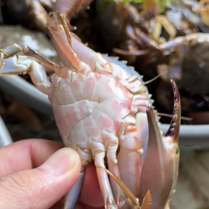 鲜活海捕石头蟹花盖蟹赤甲红