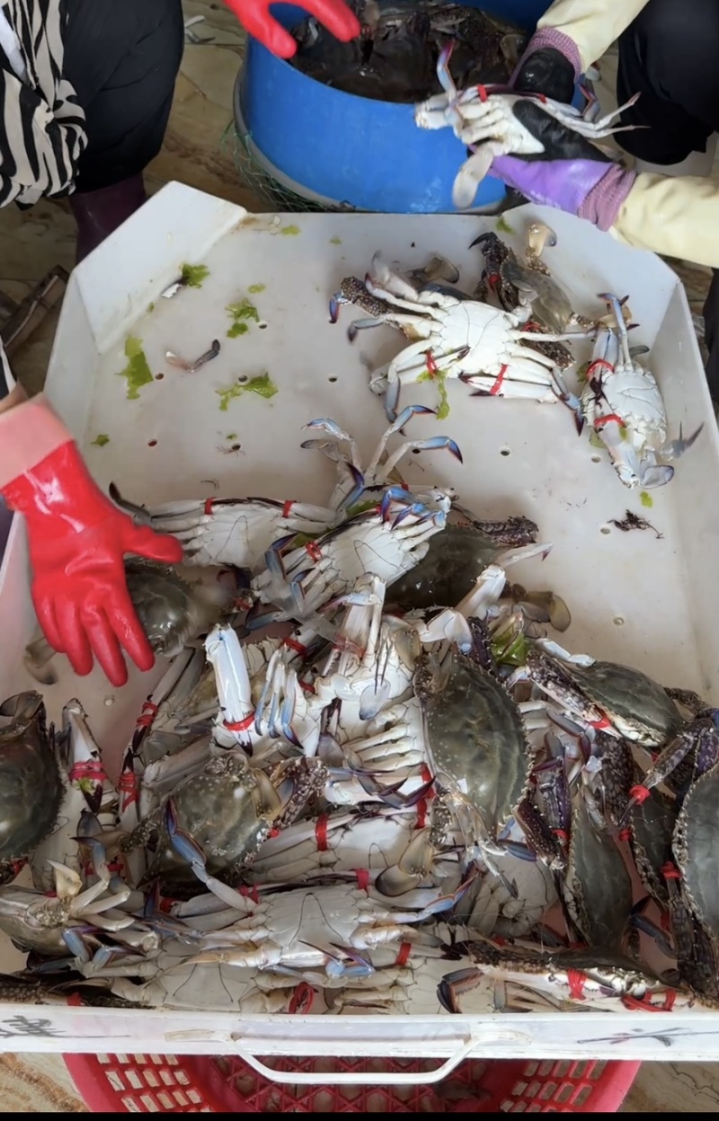 鲜活海捕梭子蟹，深海蟹，大船货小船货