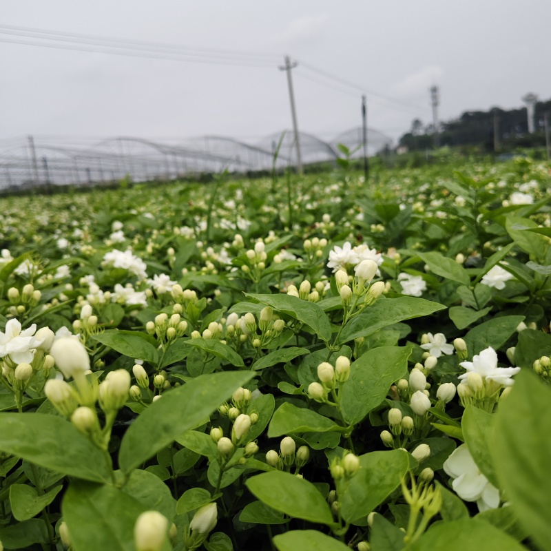 横县茉莉花/广西南宁茉莉花/独本茉莉/大量有货