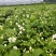 横县茉莉花/广西南宁茉莉花/独本茉莉/大量有货