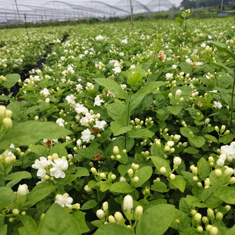 横县茉莉花/广西南宁茉莉花/独本茉莉/大量有货