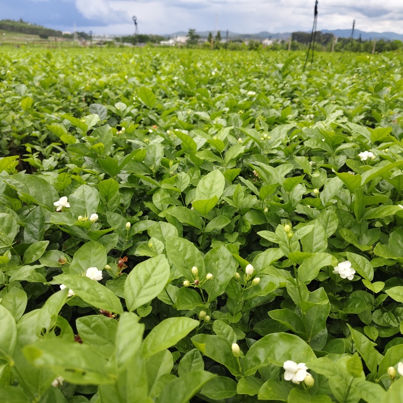 横县茉莉花/广西南宁茉莉花/独本茉莉/大量有货