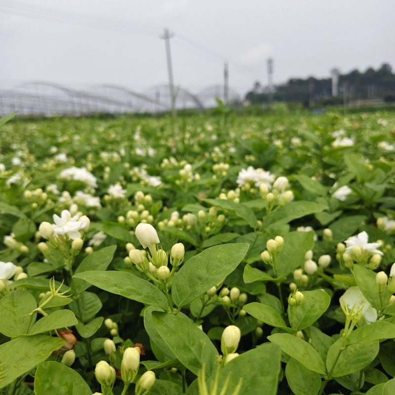 横县茉莉花/广西南宁茉莉花/独本茉莉/大量有货
