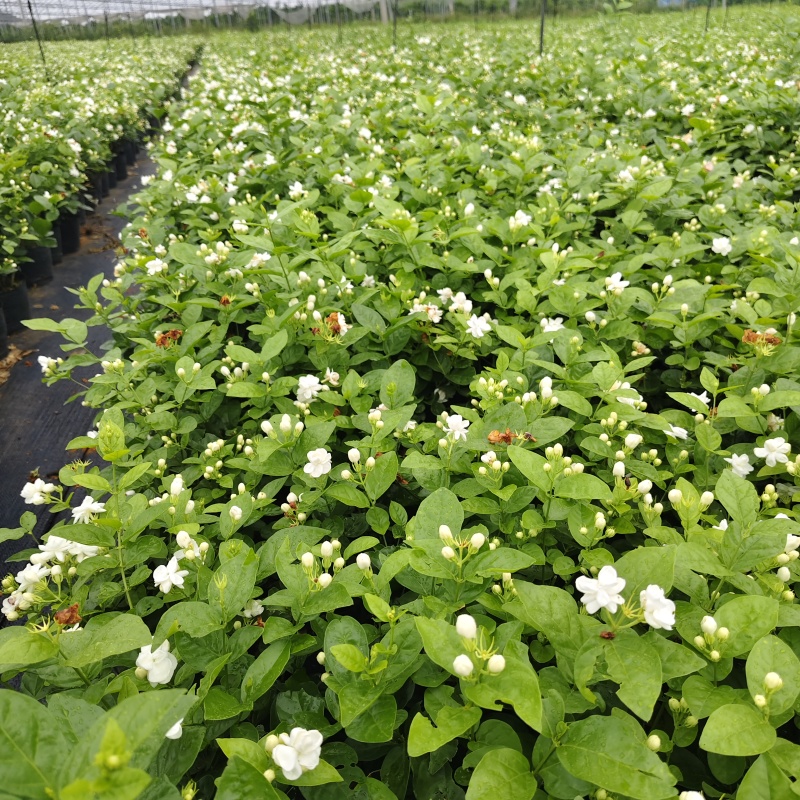 横县茉莉花/广西南宁茉莉花/独本茉莉/大量有货