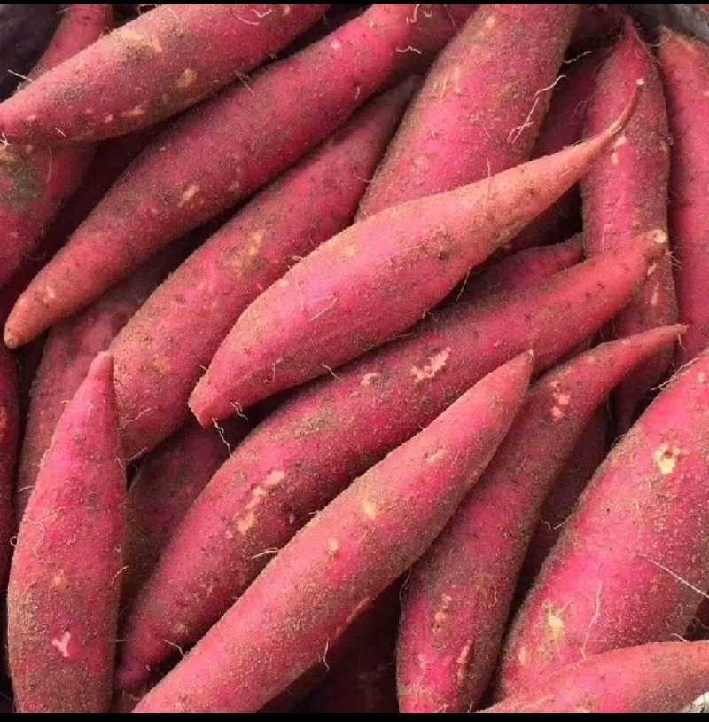 自家种的精品西瓜红薯大量上市中